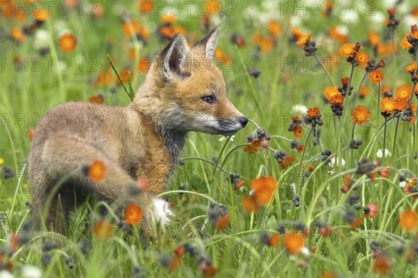 American Red Fox (Vulpes vulpes fulva) cub