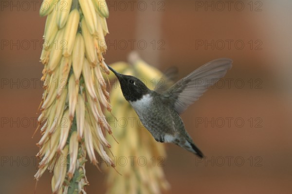 Black-chinned hummingbird (Archilochus alexandri), male, Sonoran Desert, Arizona, page, USA, North