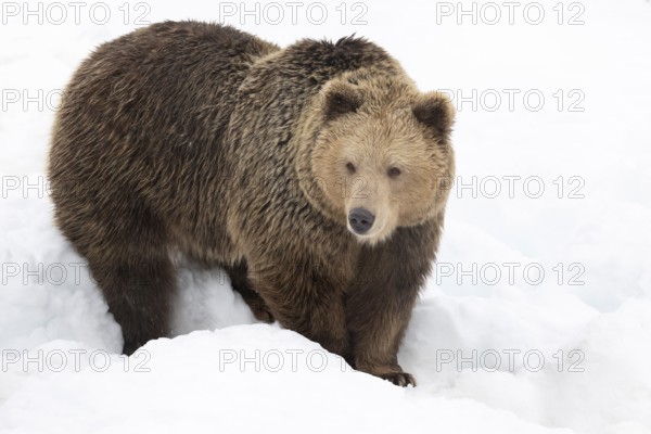 Brown bear (Ursus arctos) shortly after waking up from hibernation