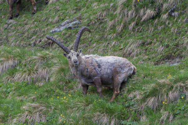 Alpine Ibex (Capra ibex), buck shedding its fur, High Tauern National Park, Austria, Europe