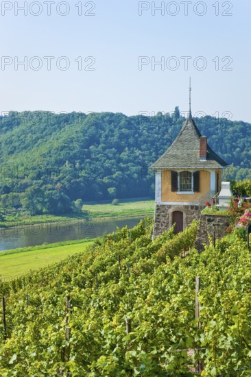 Not far from the Boselspitze, leaning towards the Elbe, is the vineyard known as the Rote Presse .