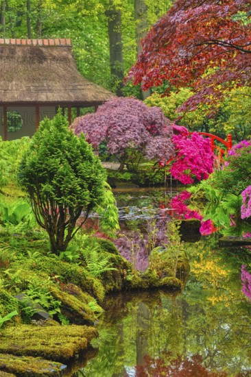 Little Japanese garden after rain, Park Clingendael, The Hague, Netherlands