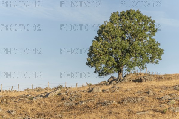 Large solitary tree on Aubrac plateau in summer. Cevennes, France, Europe