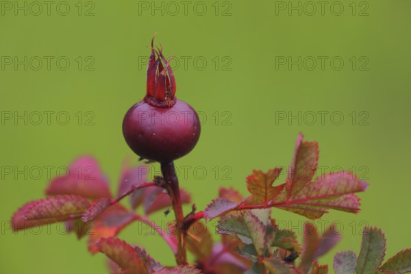 Red round fruit of french rose (Rosa gallica) on a branch with green background,