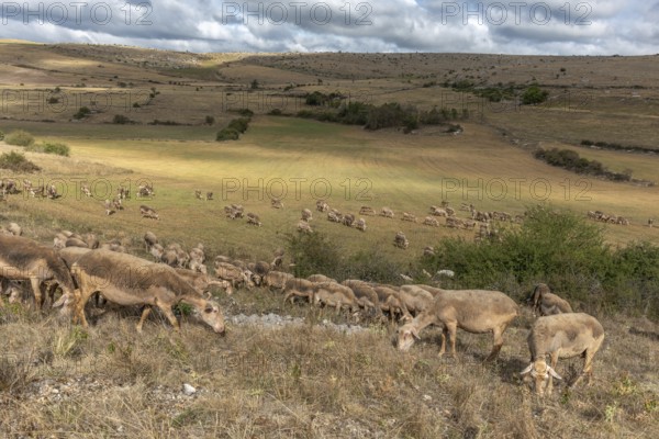 Herd of sheep in a large pasture on the causse mejean in the cevennes. Aveyron, France, Europe