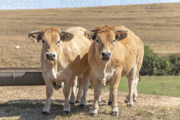 Two Aubrac cows together in pasture in summer. Aubrac, France, Europe