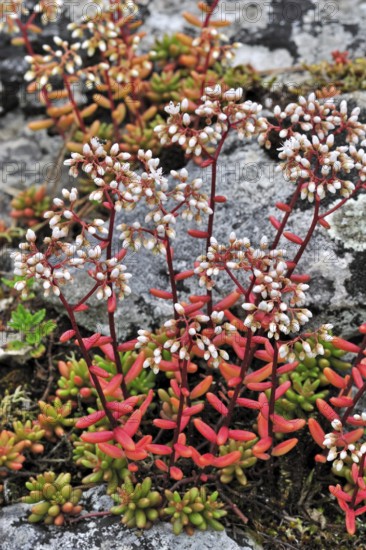White stonecrop (Sedum album), White stonecrop flowering among rocks, White stonecrop flowering