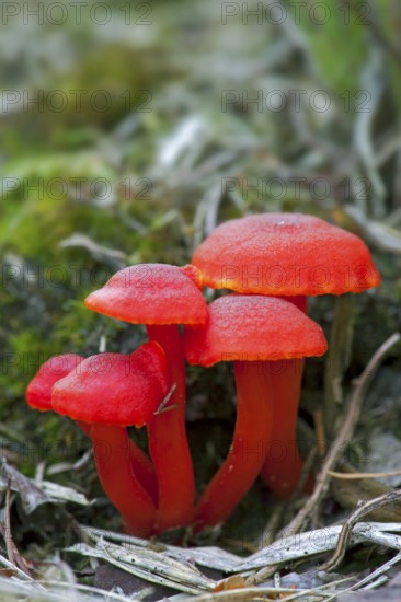 Vermilion waxcap (Hygrocybe miniata), mushrooms, red sapling