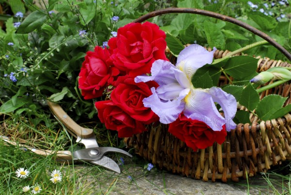 Basket with roses, climbing rose sympathy, rose scissors