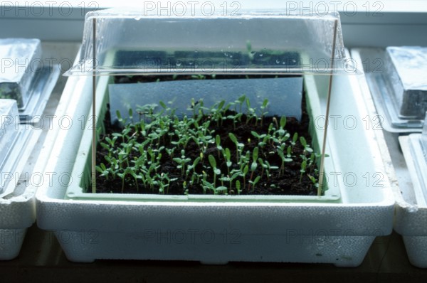 Seedlings in a pot, Germany, Europe