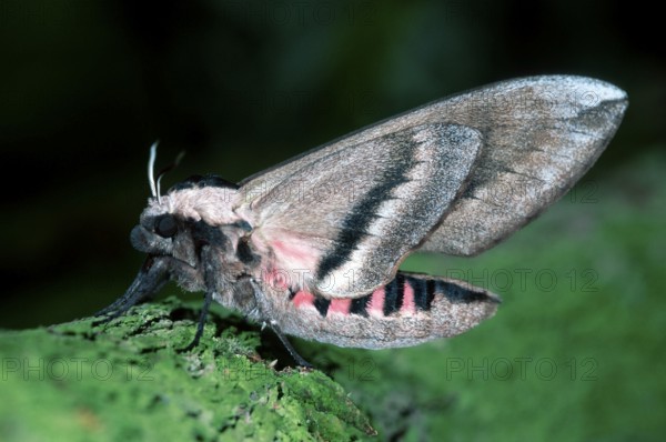 Private Hawkmoth, Europe, Other animals, insects, butterflies, landscape, horizontal, side, adult