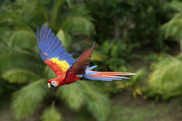 Scarlet Macaw (Ara macao)