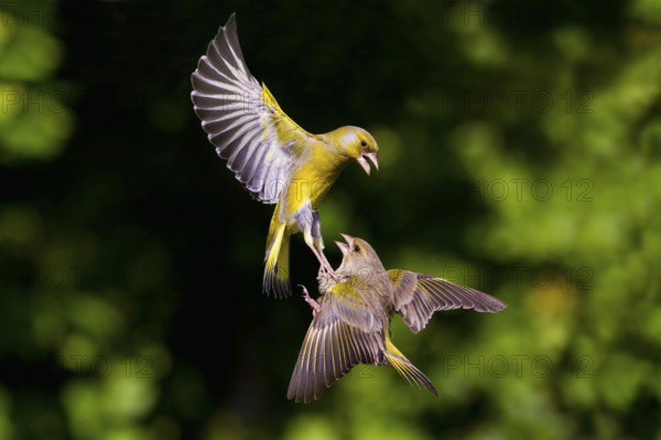 European greenfinches (Carduelis chloris), Finches, eligible, Lower Saxony, Germany, Europe