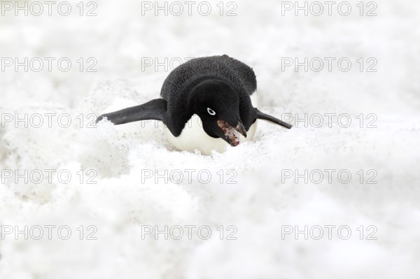 Adelie Penguin (Pygoscelis adeliae), adult feeding on snow, Antarctica, Devil Island, Weddell Sea,