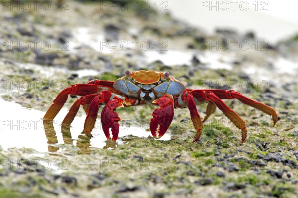Red rock crab (Grapsus grapsus), Galapagos Islands, Ecuador, South America