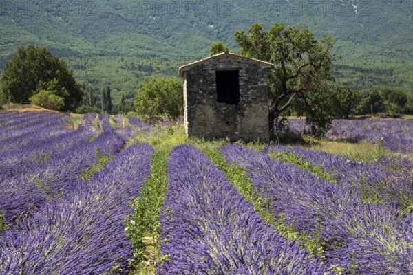 Old stone house with tree in lavender field, flowering true lavender (Lavandula angustifolia), on