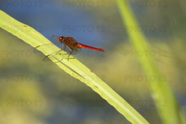 Scarlet dragonfly (Crocothemis erythraea) on reed stalk, Hesse, Germany, Europe