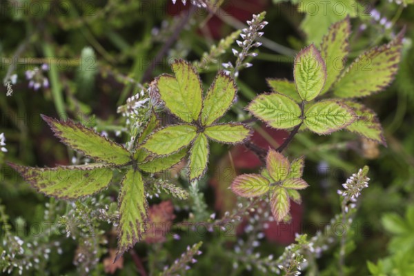 Blackberry (Rubus fruticosus) leaves, Terschelling, Netherlands