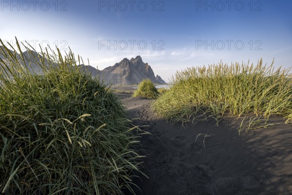 Black beach with volcanic sand, sandy beach, dunes with grass, Stokksnes headland, Klifatindur