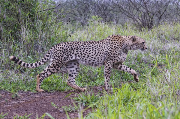 Young Southeast African cheetah (Acinonyx jubatus jubatus) stalking in the savannah, Kwazulu Natal