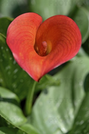 Calla lily (Zantedeschia aethiopica), red flower, North Rhine-Westphalia, Germany, Europe