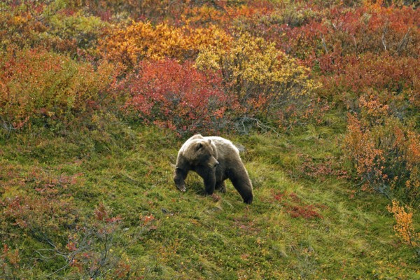 Grizzly bear (Ursus arctos horribilis) striding across the autumn-coloured tundra with a view of