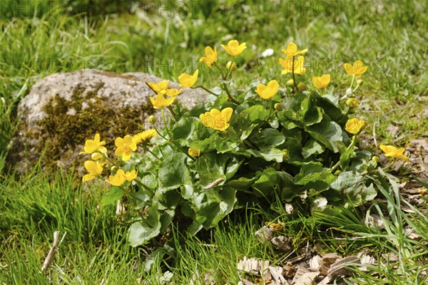 Marsh marigold (Caltha palustris) in the meadow, Harz Mountains, Lower Saxony, Germany, Europe