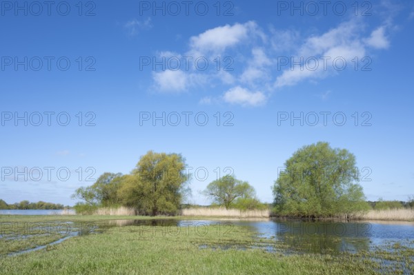 Elbe meadows, floodplain landscape, UNESCO Biosphere Reserve River Landscape ELBE,