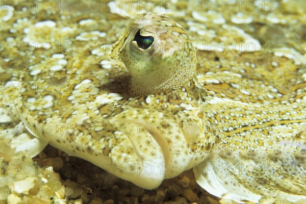 Turbot (Bothus), portrait, Corsica, France, Mediterranean Sea, Europe