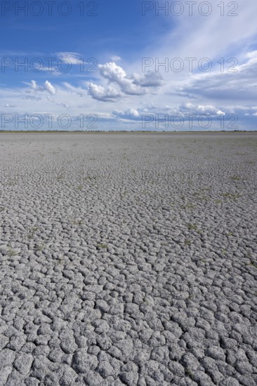 Heavily dried out Darscho or Warmsee, Lake Neusiedl-Seewinkel National Park, Burgenland, Austria,