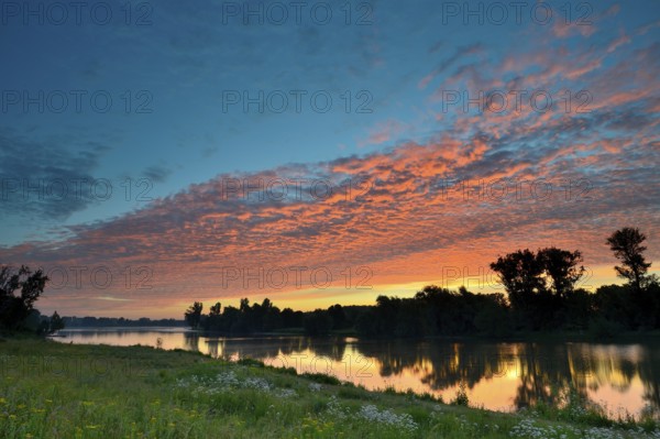 Morning glow on the Old Rhine with valerian (Valeriana officinalis) and deciduous trees, Xanten,