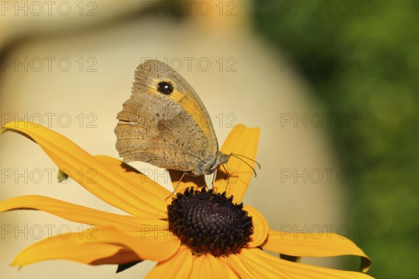 Meadow brown (Maniola jurtina), collecting nectar from a flower of yellow coneflower (Echinacea