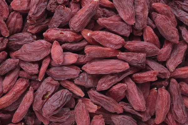 Goji, goji berries (Lycium barbarum), common buckthorn or Chinese fenugreek, medicinal plant