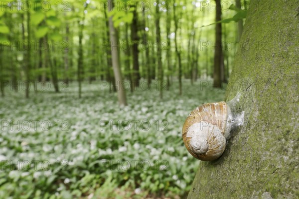 Burgundy snail (Helix pomatia) with sealed snail shell on a tree trunk, North Rhine-Westphalia,