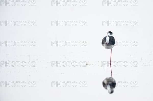 Black-winged Black-winged Stilt (Himantopus himantopus), adult, shallow water, sleeping, standing