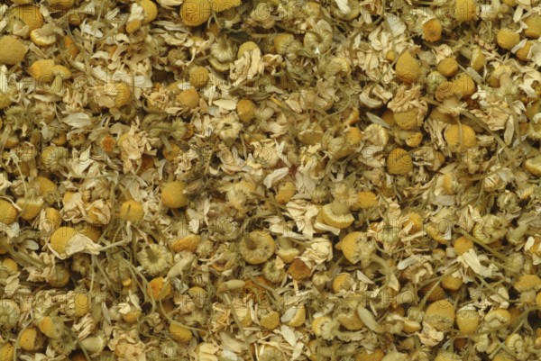 Dried blossoms of the true camomile (Matricaria recutita) medicinal plant, true camomile, can