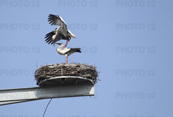 White storks (Ciconia ciconia) Mating in the nest on a breeding mast in Unterallgäu, Allgäu,