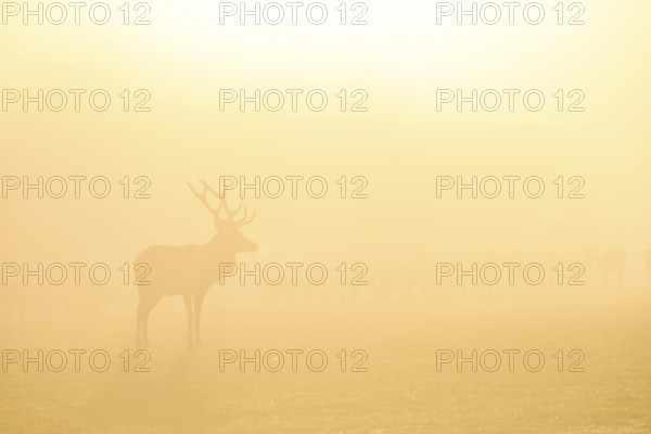 Red deer (Cervus elaphus) in the rut, male animal, captive, morning mood, Rhodes, Département