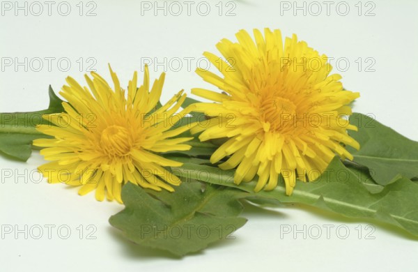 Common dandelion (Taraxacum) Ruderalia, Taraxacum officinale, medicinal plant, the most important