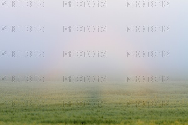 Ringhalo, Brocken ghost, light phenomenon, rainbow, Peene Valley River Landscape nature park Park,