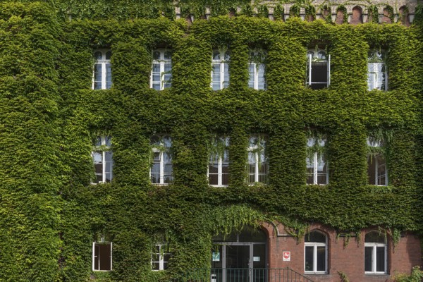 Facade of the district court overgrown with wild virginia creeper (Parthenocissus quinquefolia),