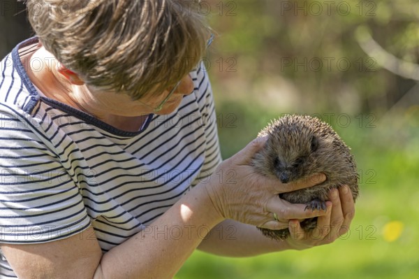 Woman holding a hedgehog (Erinaceidae) in her hands and looking at it, Krummsee, Malente,