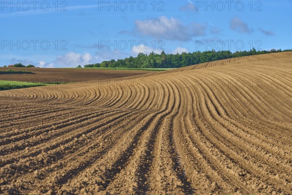 Landscape with potato field in spring, Großheubach, Miltenberg, Spessart, Bavaria, Germany, Europe