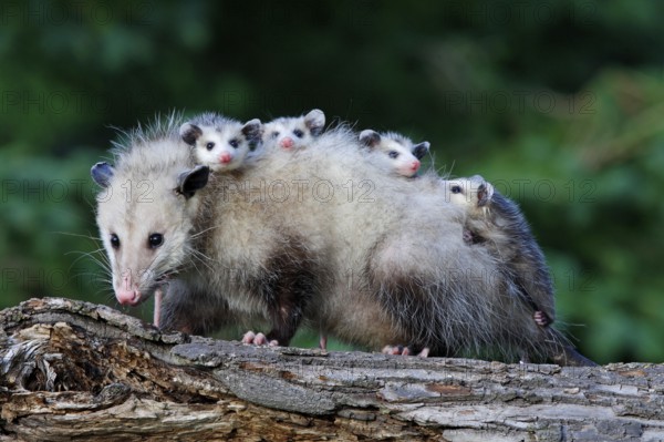 North American Opossum with youngs, Minnesota, USA (Didelphis marsupialis virginiana), Northern