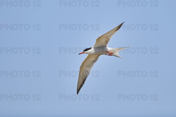 Elegant tern (Thalasseus elegans) flying in the sky above the sea, hunting, ebro delta, Catalonia,