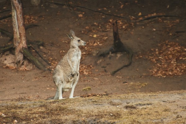 Eastern grey kangaroo (Macropus giganteus) standing on a tried up meadow, raining, Bavaria,