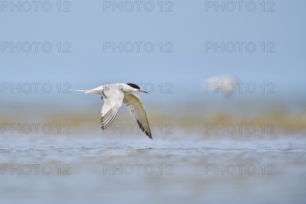 Elegant tern (Thalasseus elegans) flying in the sky above the sea, hunting, ebro delta, Catalonia,