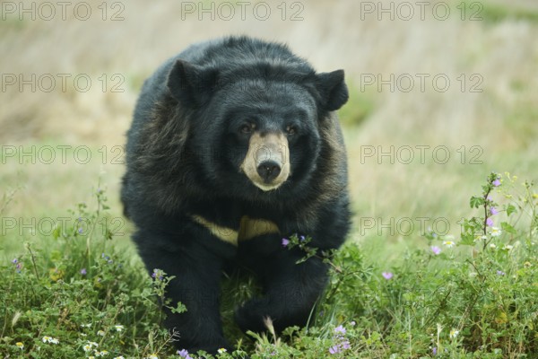 American black bear (Ursus americanus), captive, distribution North America