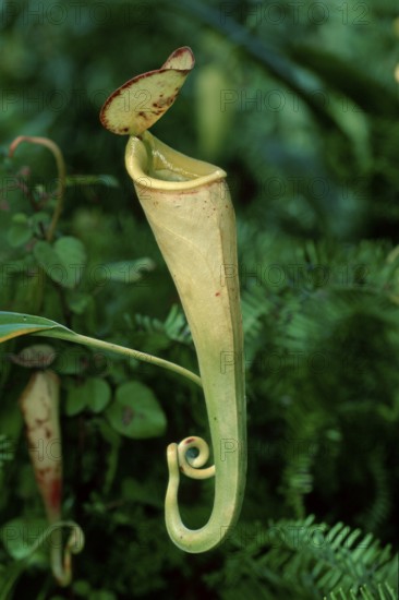 Pitcher plant (Nepenthes coccinea), Madagascar, Africa