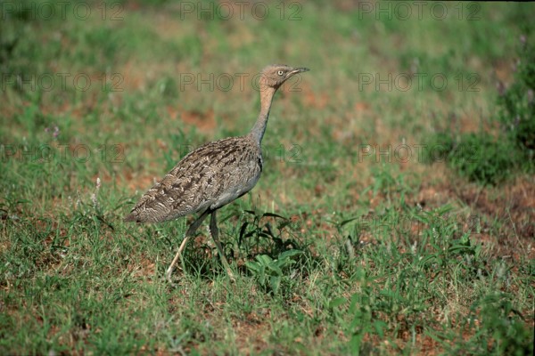 Red-crested Bustard, Samburu Game Reserve, Kenya (Eupodotis ruficrista)